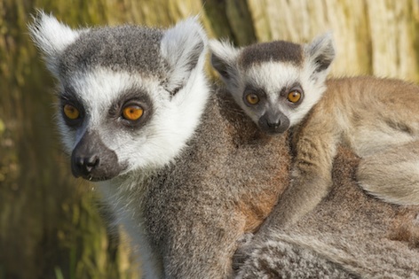 Baby ring-tailed lemur on its mother's back.