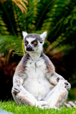 Ring-tailed lemur sunbaking. ©Getty Images