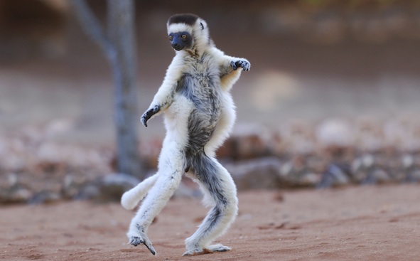 A verreaux sifaka lemur dancing along the ground. ©Getty Images