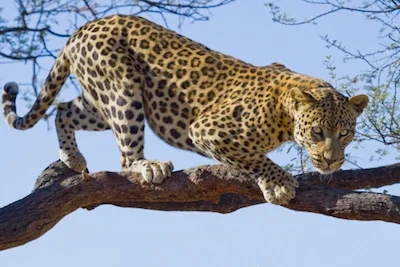 leopardintree_TS.jpg