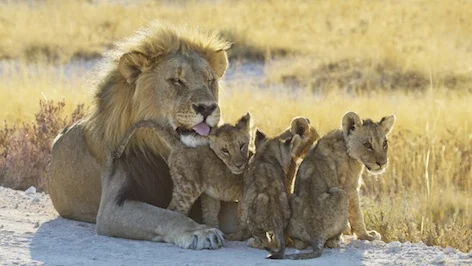 lion_malewithcubs_jup.jpg