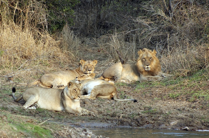 A pride of lions resting ©Getty Images