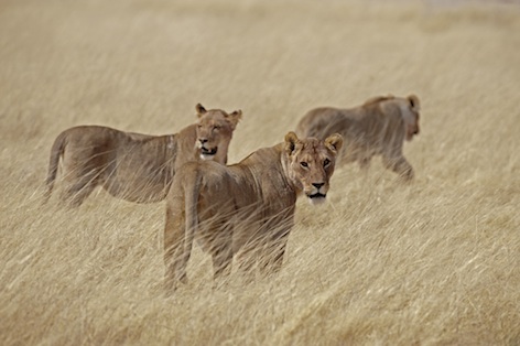 Females work as at team to hunt prey ©Getty Images