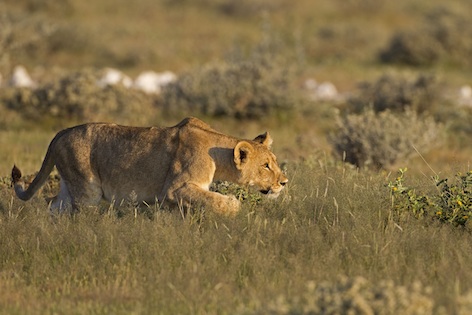 A female stalking prey ©Getty Images