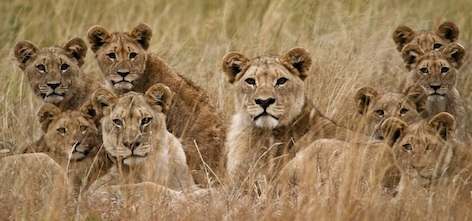 Females with cubs ©Getty Images
