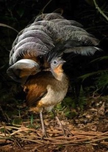 Male Albert's lyrebird
