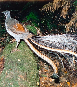 Male superb lyrebird ©Getty Images