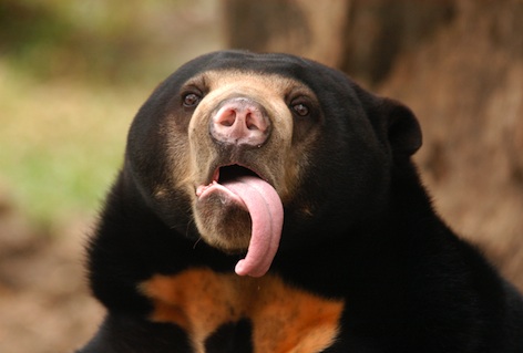 The sun bear has a very long tongue. ©Getty Images