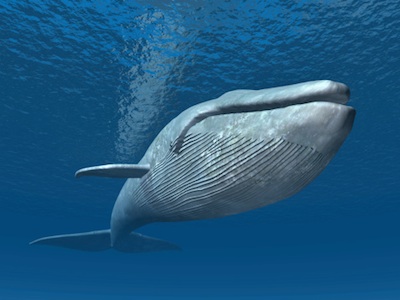The blue whale is the largest creature ever to live on Earth. ©Getty Images