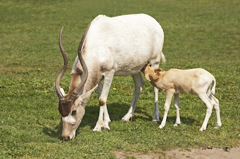 An addax calf drinking milk from its mother. Photo©kidcyber