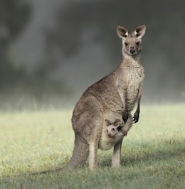 Eastern grey kangaroo with joey. ©Getty Images