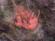 A kangaroo inside the pouch 12 weeks after birth. ©Getty Images