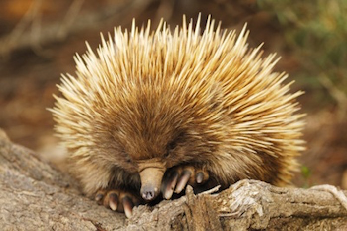 An echidna looking for food. ©Getty Images