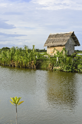 Nypa palms in Vietnam. Photo © Getty