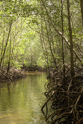 Mangrove forest. Photo©Getty Images
