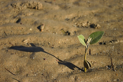 A mangrove seedling. Photo©Getty Images