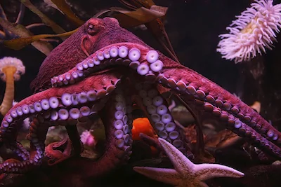 octopus_tentacles.jpg