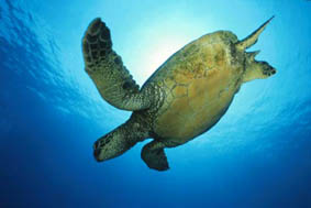 Green sea turtle ©Getty Images