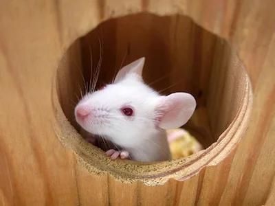 mouse_house_TS.jpg