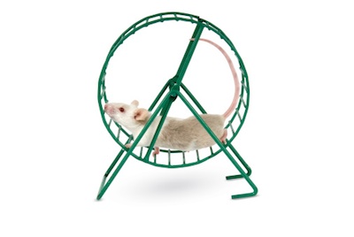 An exercise wheel is an important addition to a mouse house ©Getty Image