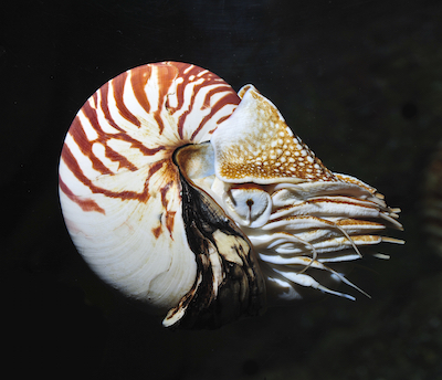 Nautilus: a living fossil. Photo©iStock