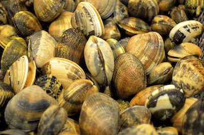 Clams are bivalves. Photo©iStock