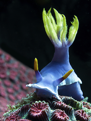 Sea slug. Photo©iStock