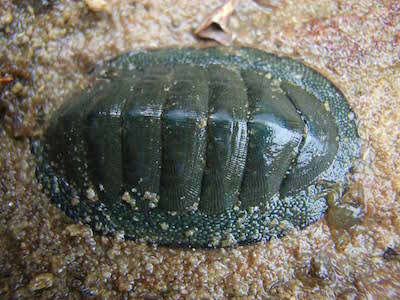 Chiton. Photo©iStock