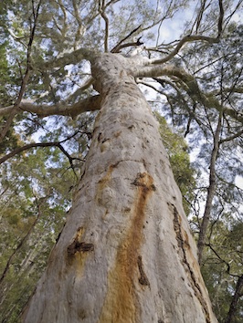 A huge old eucalypt ©Getty Images
