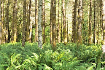A forest ©Getty Images