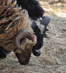 Churro sheep ©Getty Images