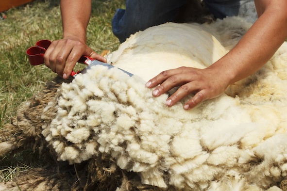 Shearing by hand. ©Getty Images