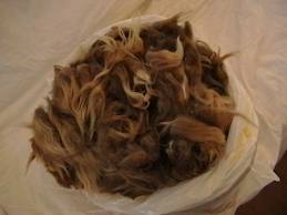Fleece ready for carding. ©Getty Images
