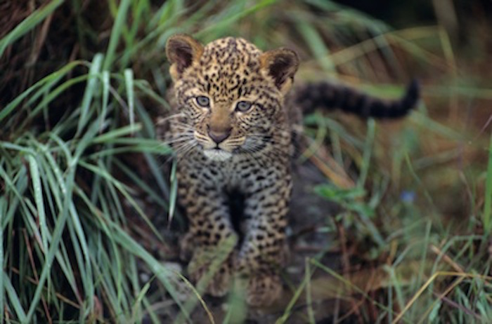 A leopard cub in long grass © Getty Images