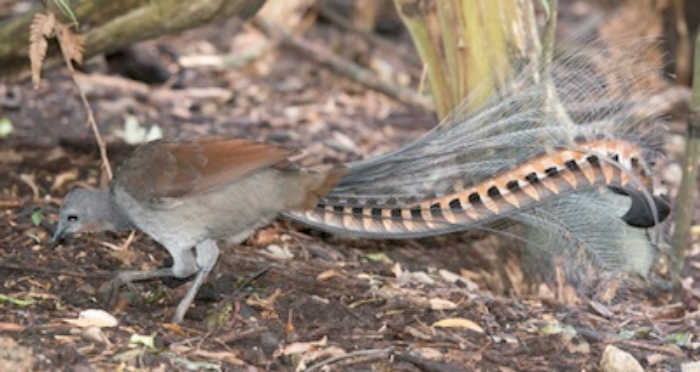 Male superb lyrebird scratching for food ©Getty Images