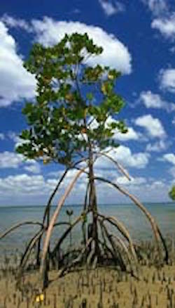 Mangrove tree. Photo©Getty Images