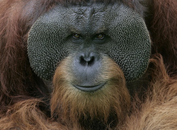 Bornean male orangutan. ©Getty Images
