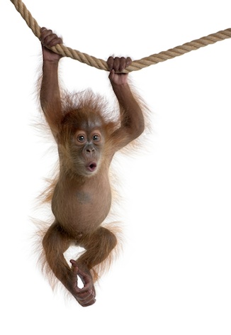 Sumatran orangutan orphaned baby at a rescue centre. ©Getty Images