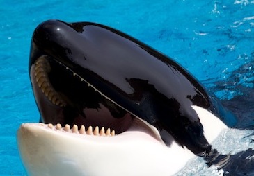 Orca Whale Kidcyber