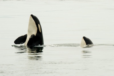Whales sometimes pop their heads out of the water to look around. It is called 'spy hop'. ©Getty Images