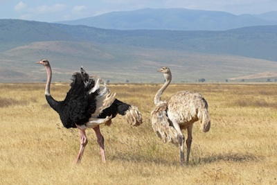 Male and female ostrich. ©Getty Images