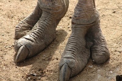 A large claw on each foot is used in defence. ©Getty Images