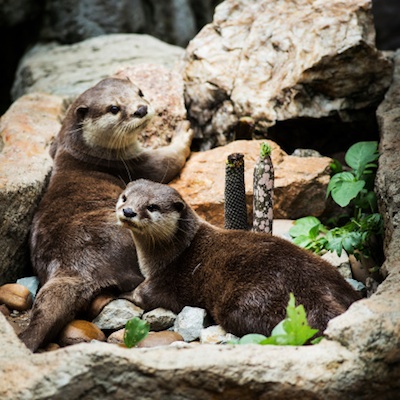 Smooth-coated otters ©Getty Images