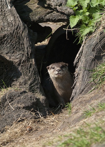 Asian short-clawed otter at entrance of its holt ©Getty Images