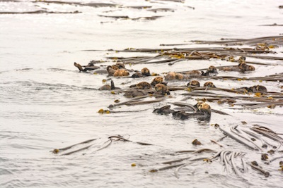 A raft of sea otters in a bed of kelp ©Getty Images