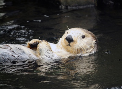 Sea otter holding a rock that it uses to open shells ©Getty Images