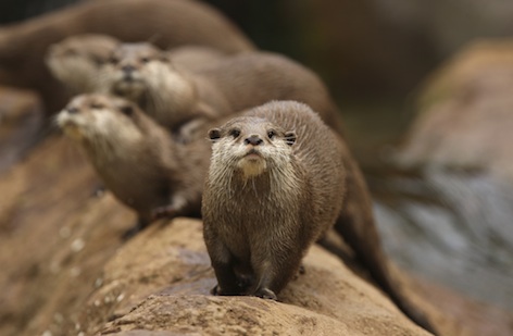 Asian small-clawed otters ©Getty images