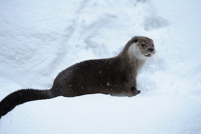 A European otter ©Getty Images