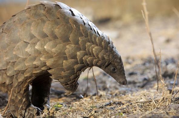 An African pangolin. ©Getty Images