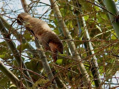 An Asian pangolin climbing in bamboo. ©Getty Images